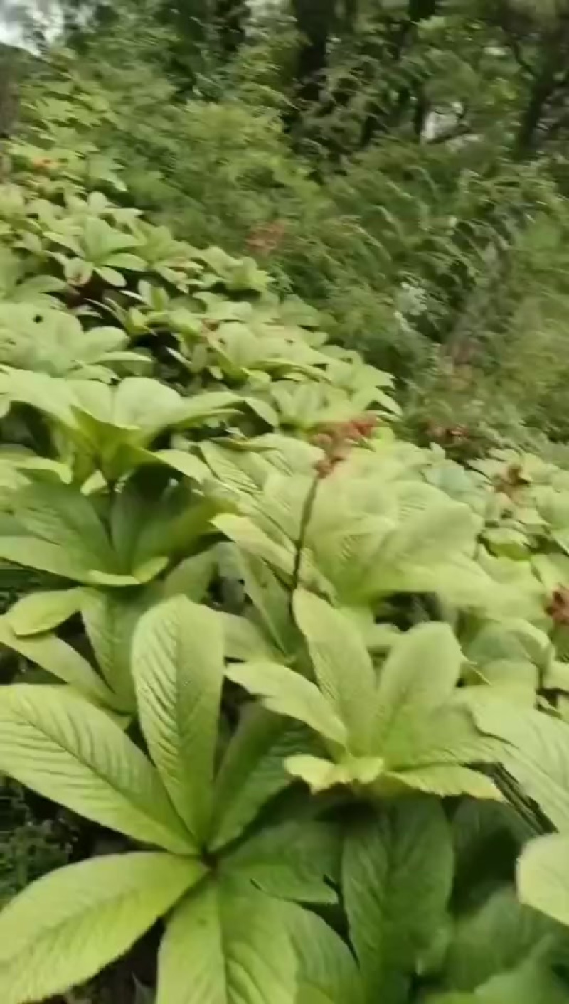 七叶岩陀，云南纯野生的，山货