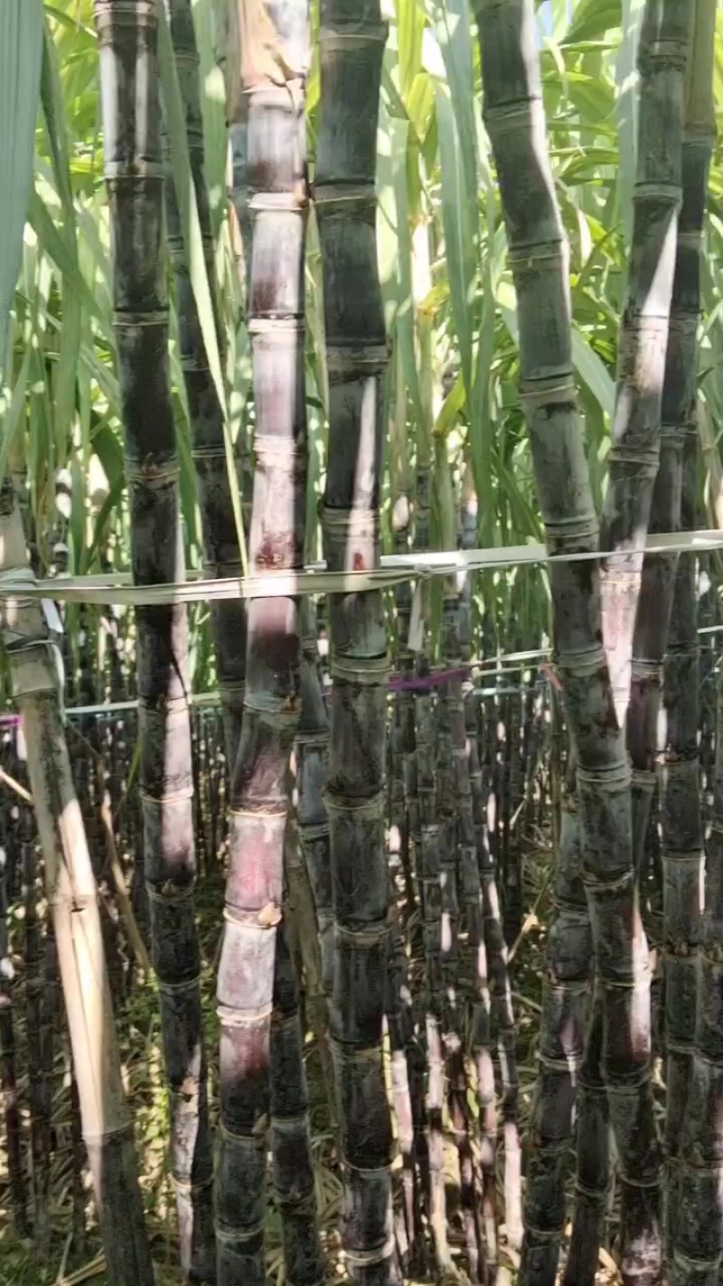 广西黑皮果蔗，产地直发