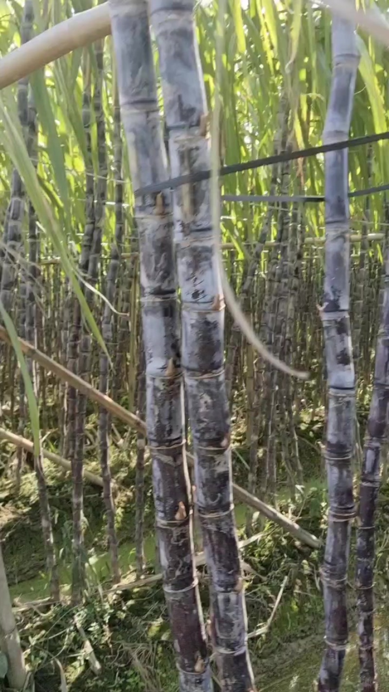广西黑皮果蔗，产地直发