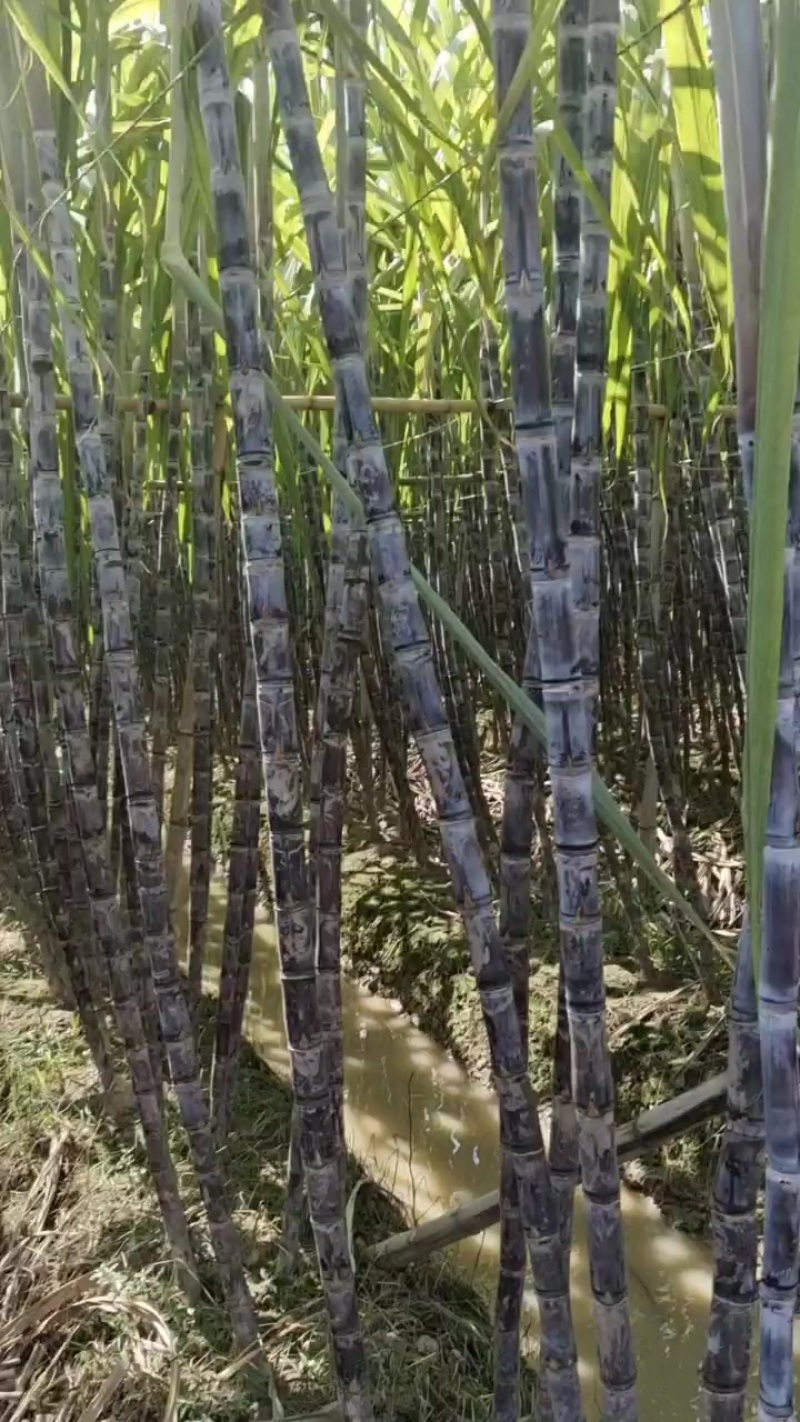 广西黑皮果蔗，产地直发