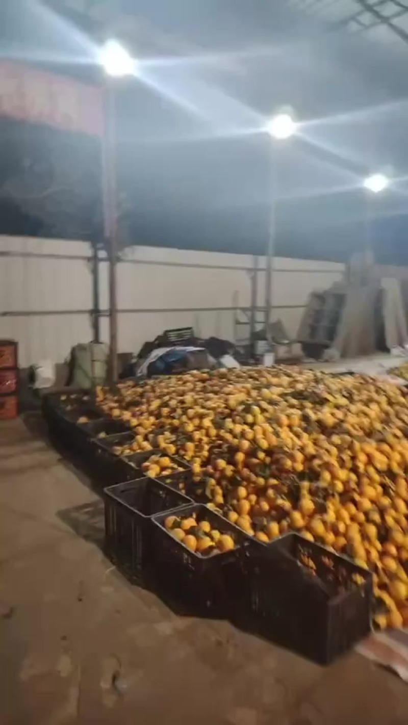 愛媛喜欢就来