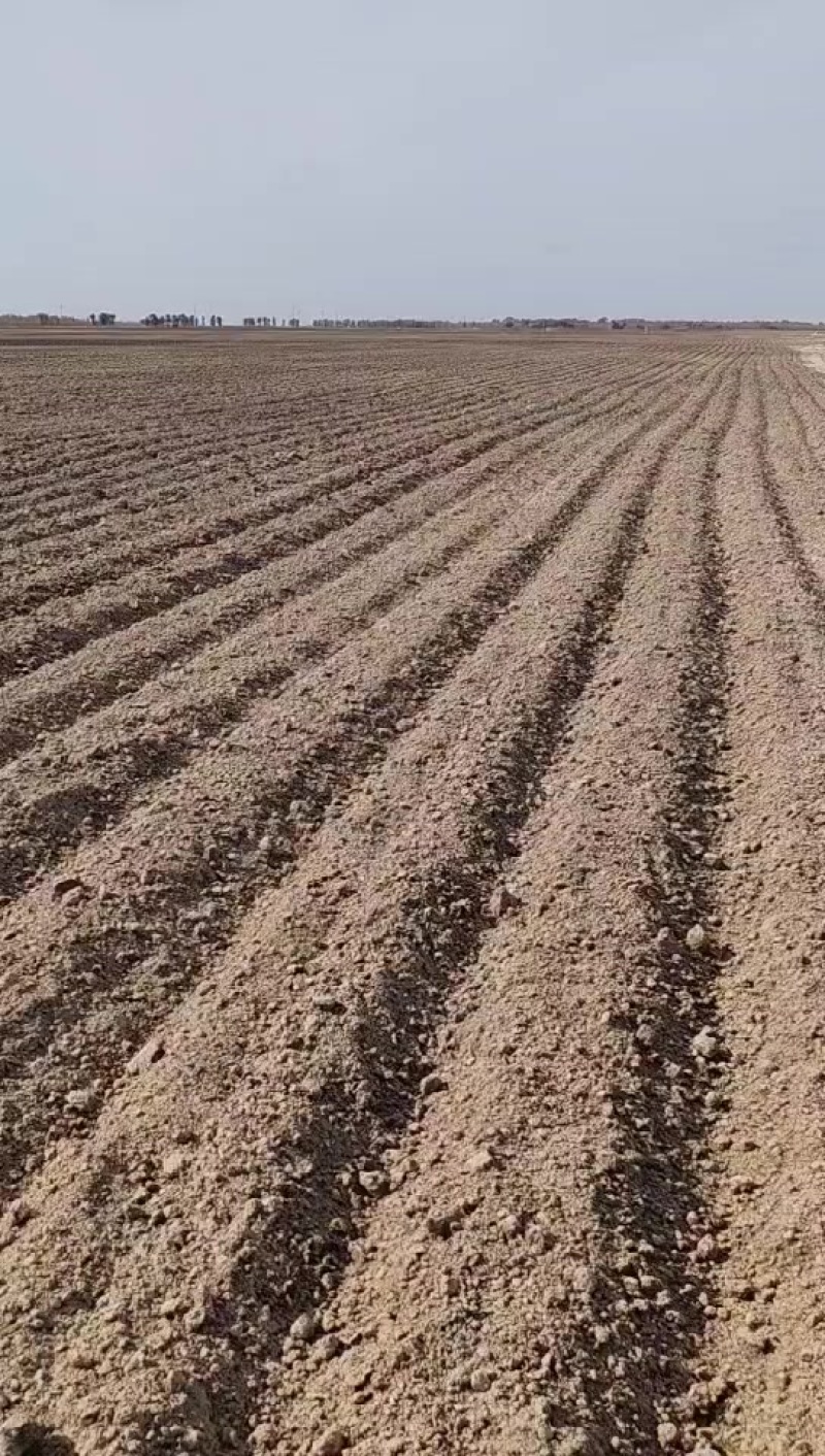 白城附近20000亩地20年一次性转让，每年每亩180元