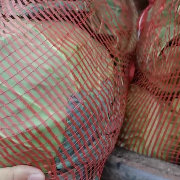 圆甘蓝加工厂水饺厂