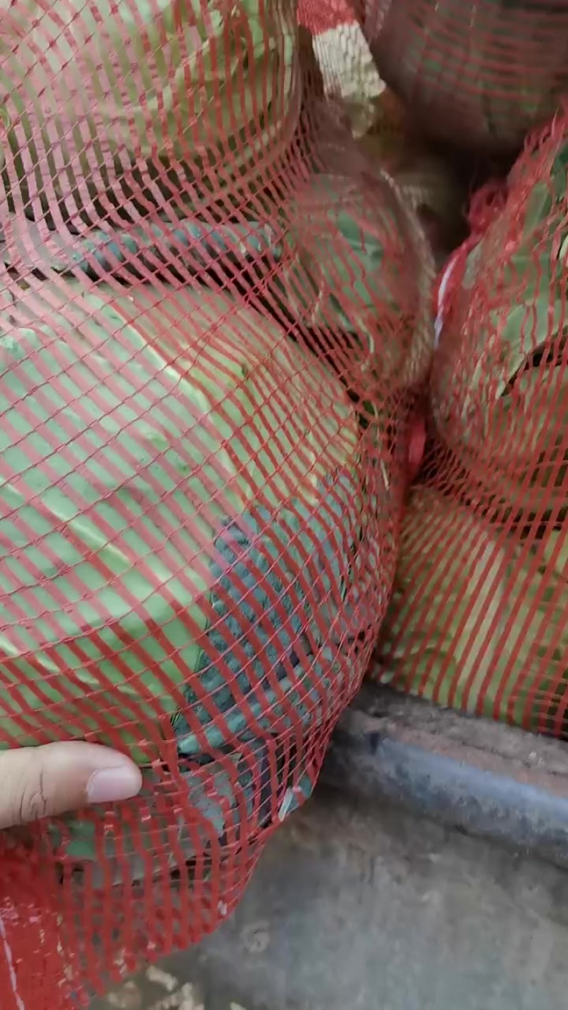 圆甘蓝加工厂水饺厂