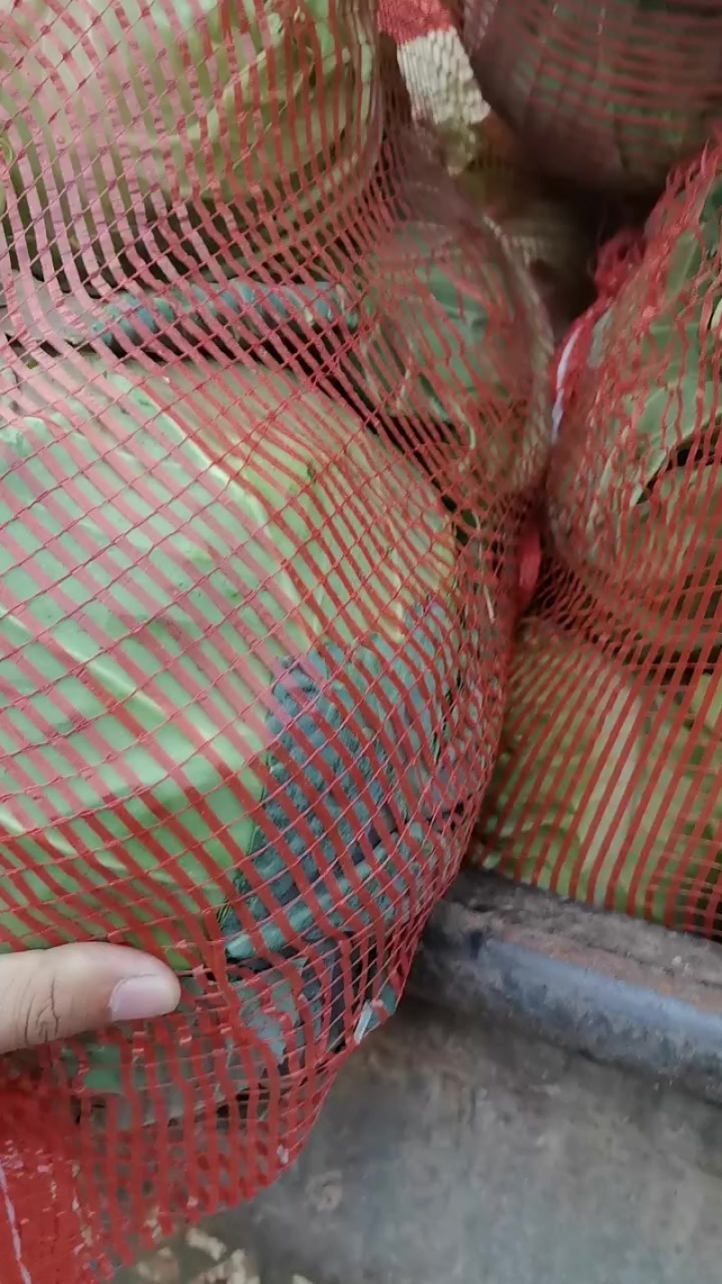 圆甘蓝加工厂水饺厂