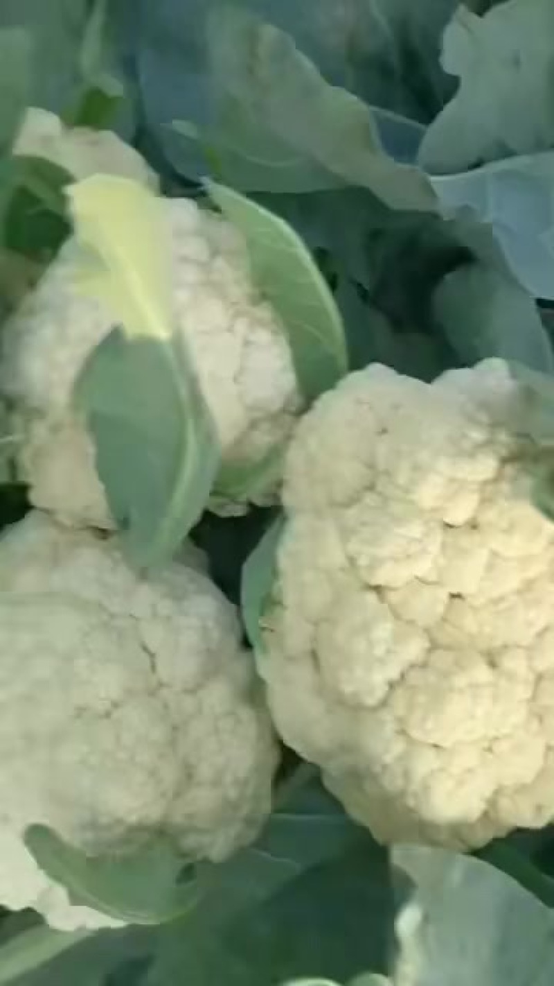 有机花菜