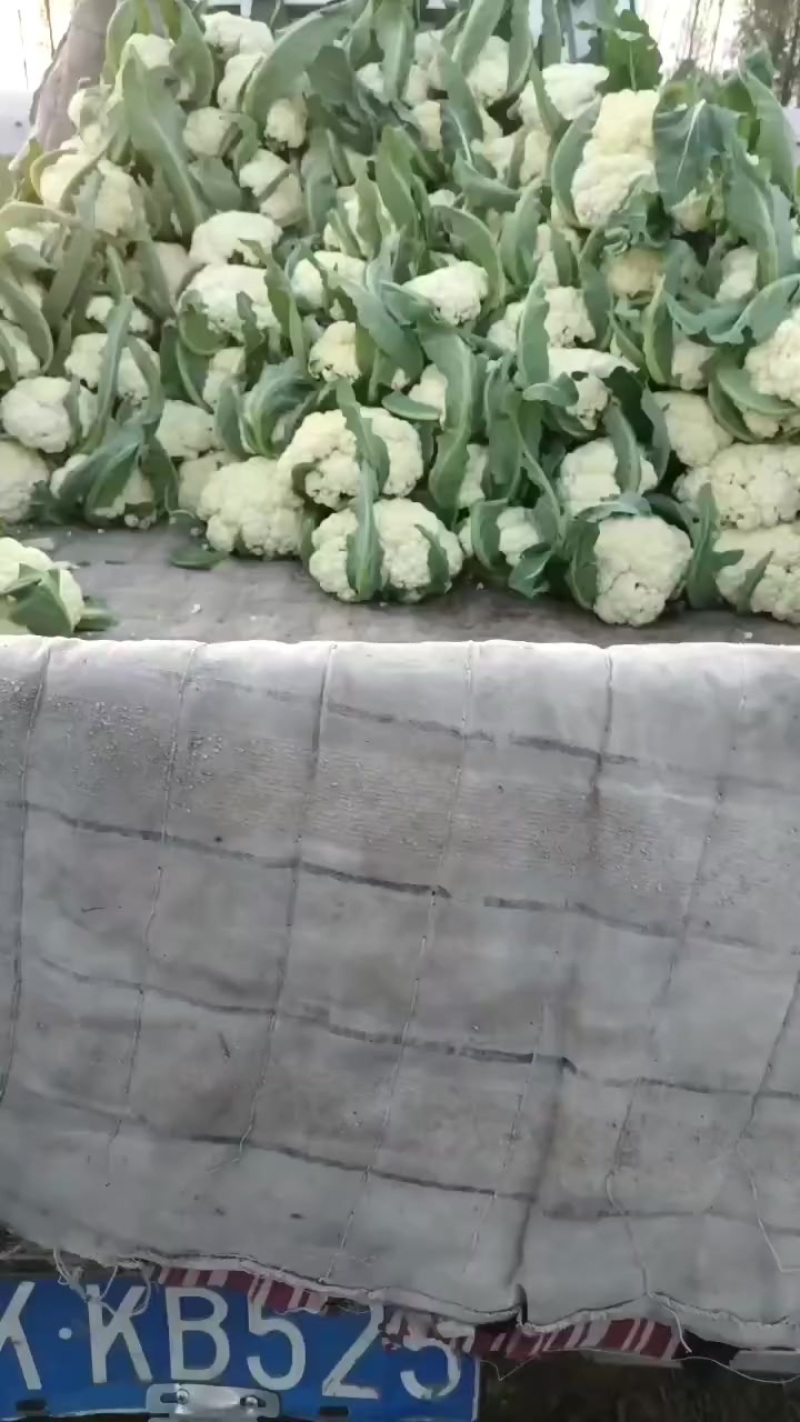 有机花菜