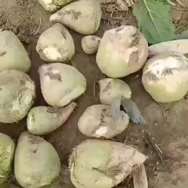 芥菜头大量上市中有需要老板联系我