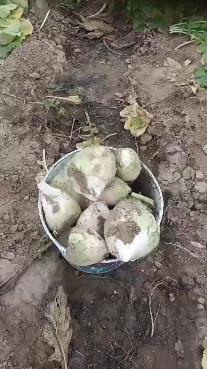 芥菜头大量上市中有需要老板联系我