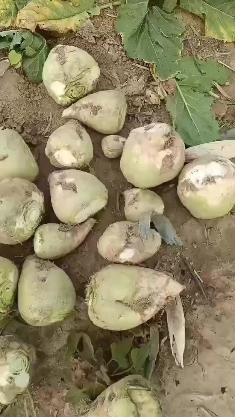 芥菜头大量上市中有需要老板联系我