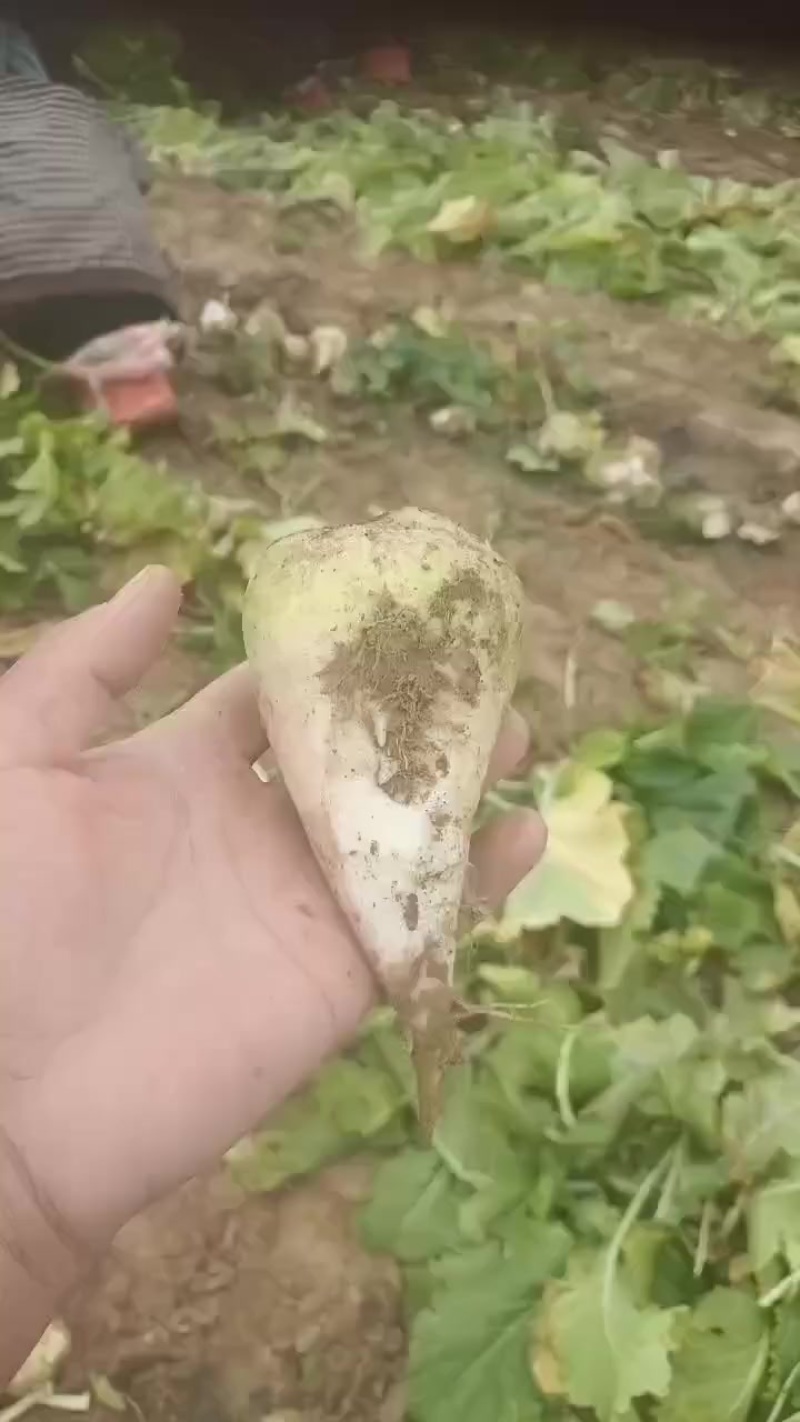 芥菜头大量上市中有需要老板联系我