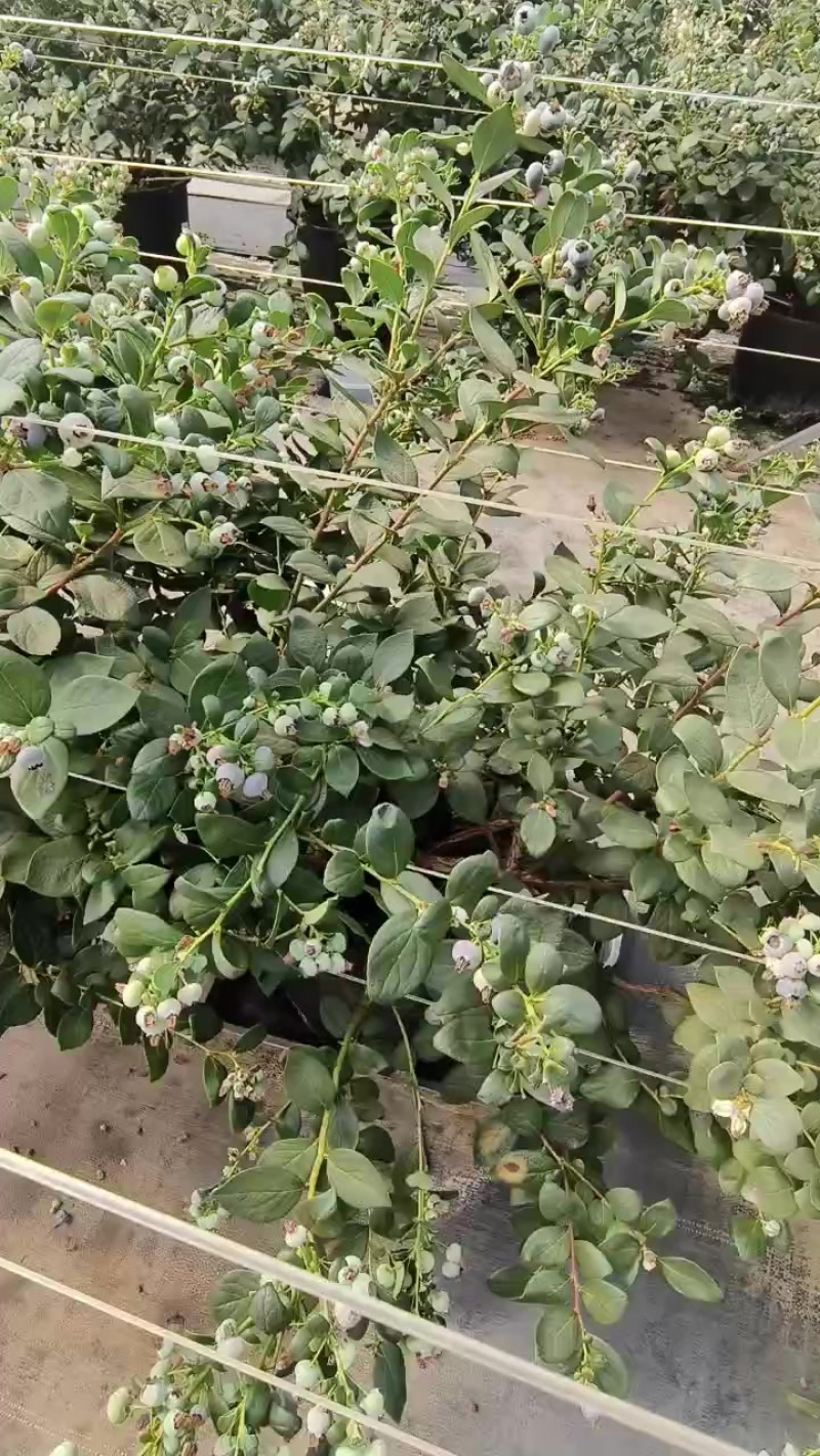 云南蓝莓，各种规格，欢迎来兑！支持一件代发