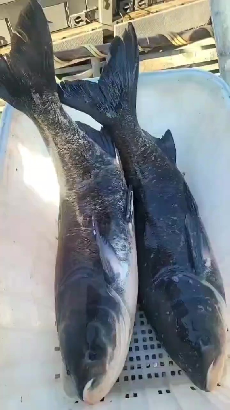 花鲢大头胖头雄鱼