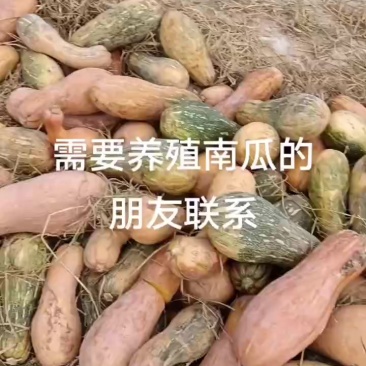 养殖南瓜大量有货需要的朋友可以联系