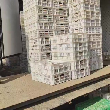 大量有货，精品平菇