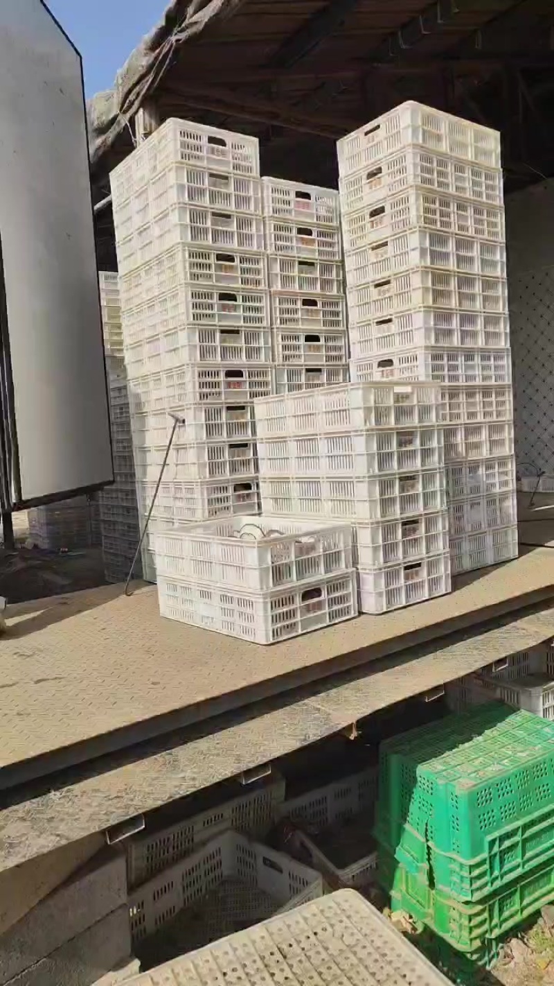 大量有货，精品平菇