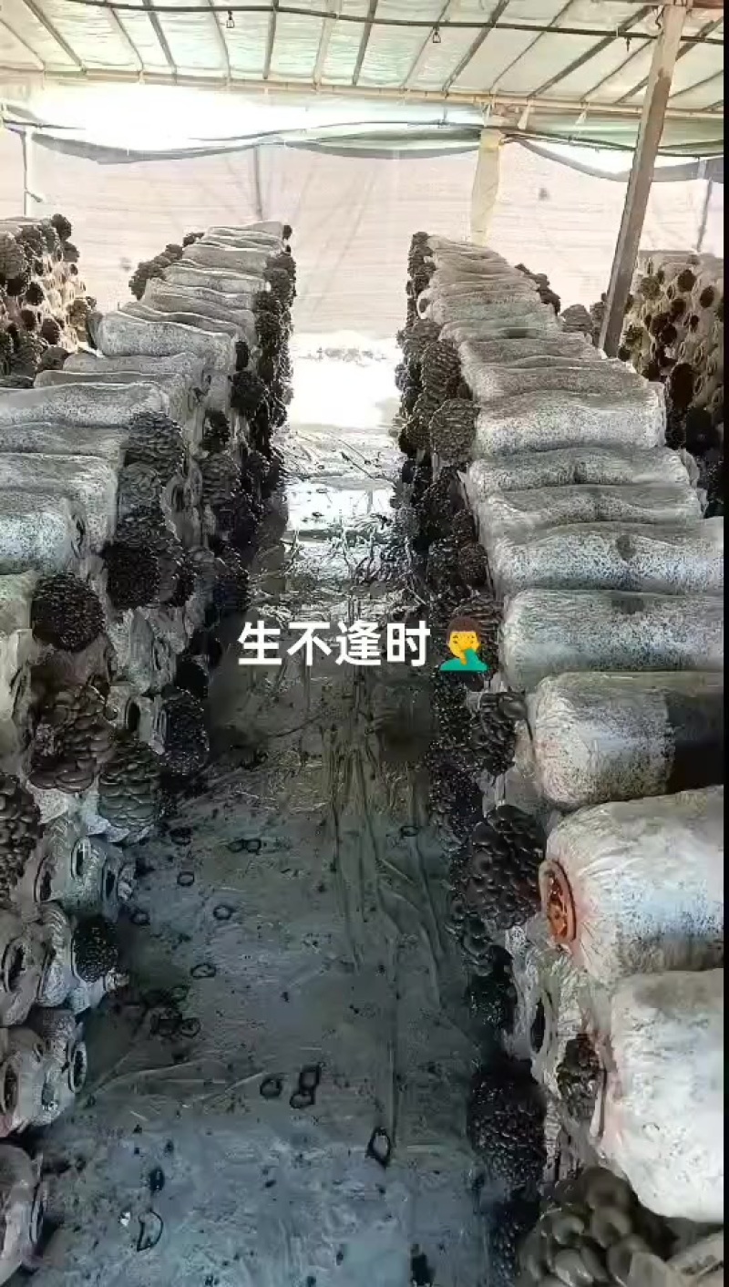 大量有货，精品平菇
