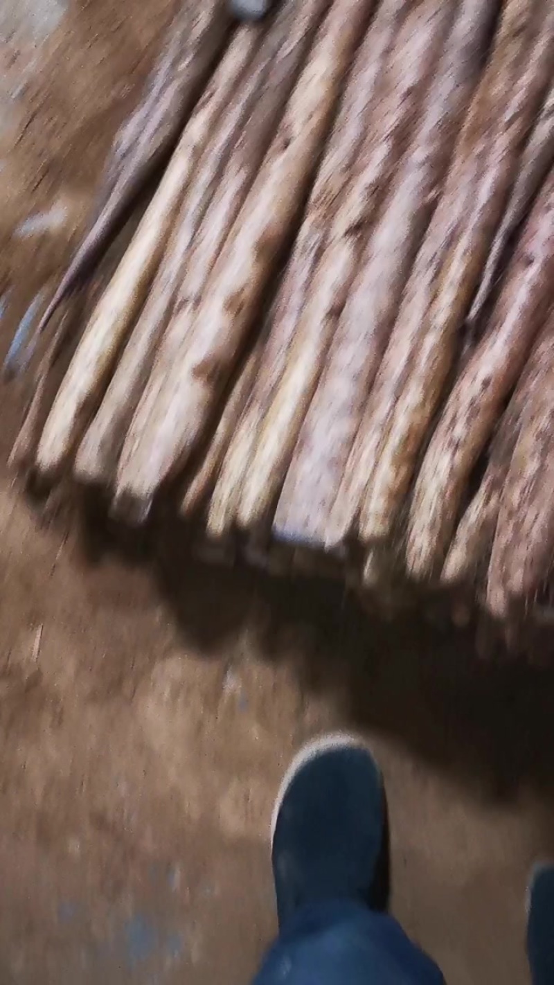 白玉山药通货二货佛手地头装车。