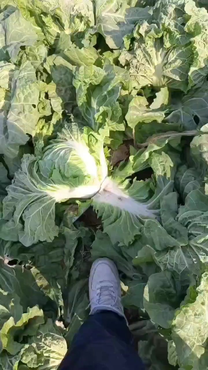 大白菜