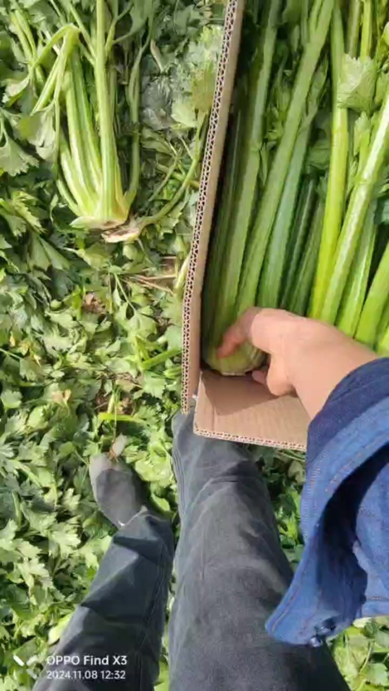 精品西芹，黑菜品种，凯撒大帝，凯儿文，布雷达，助农206