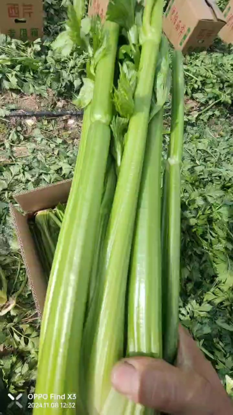 精品西芹，黑菜品种，凯撒大帝，凯儿文，布雷达，助农206