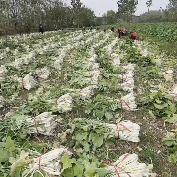 箭杆白