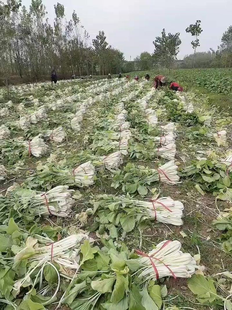 箭杆白