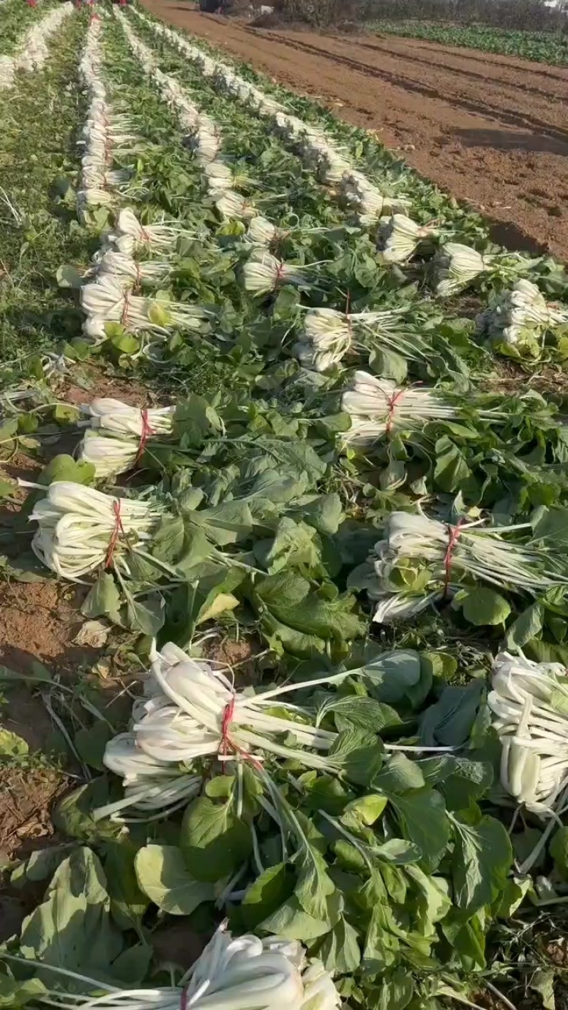 箭杆白