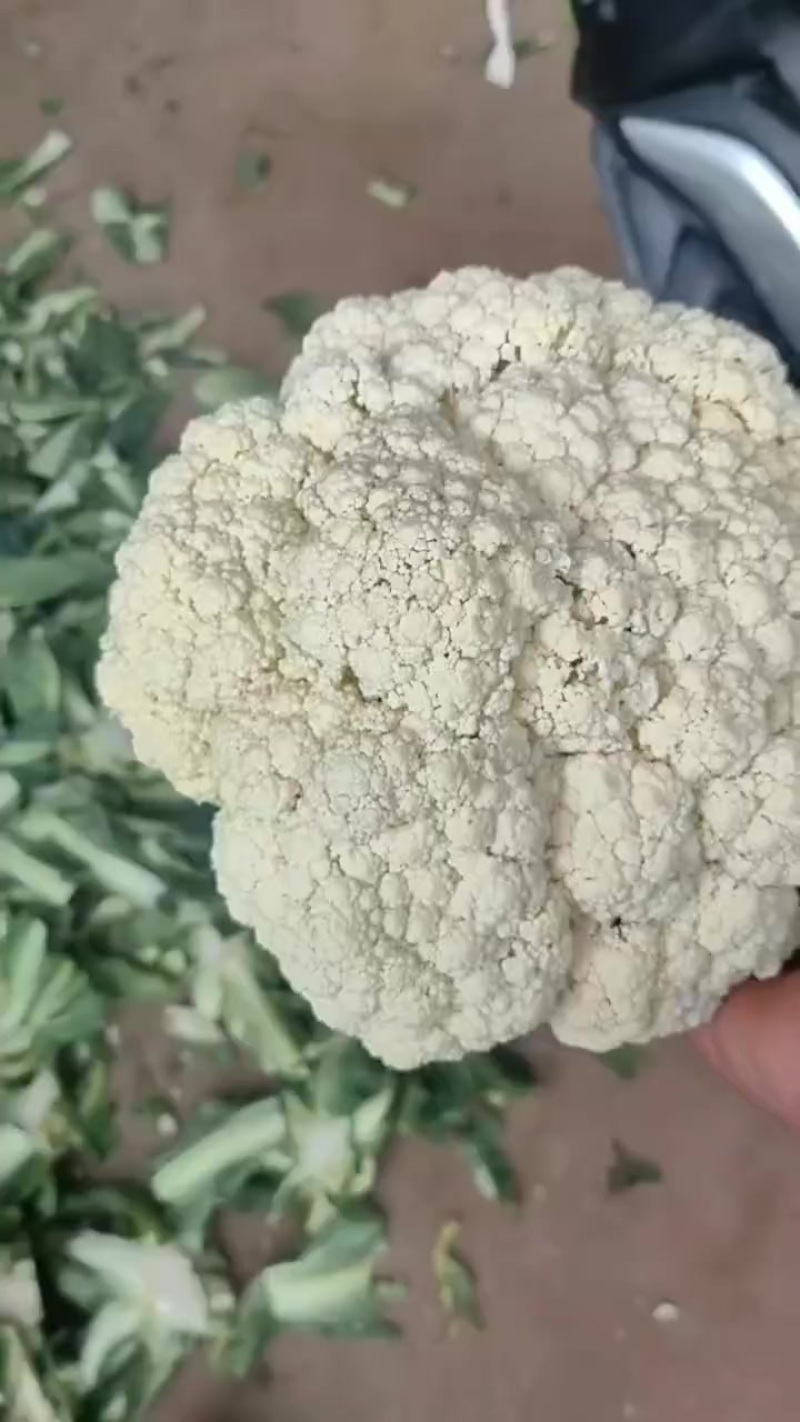 精品松花货源充足/大量供应各大市场批发市场超市/价格公道