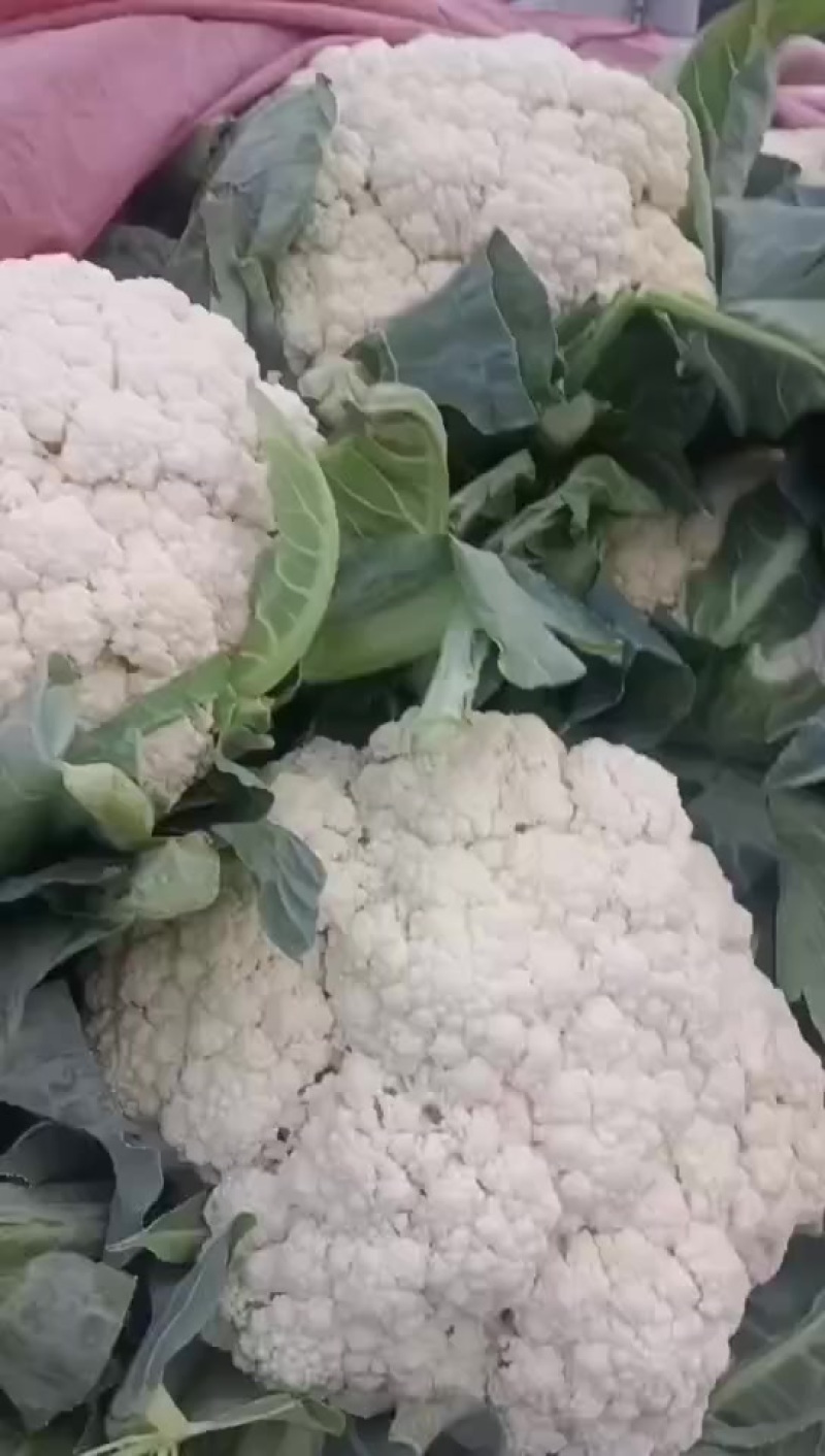 精品松花货源充足/大量供应各大市场批发市场超市/价格公道