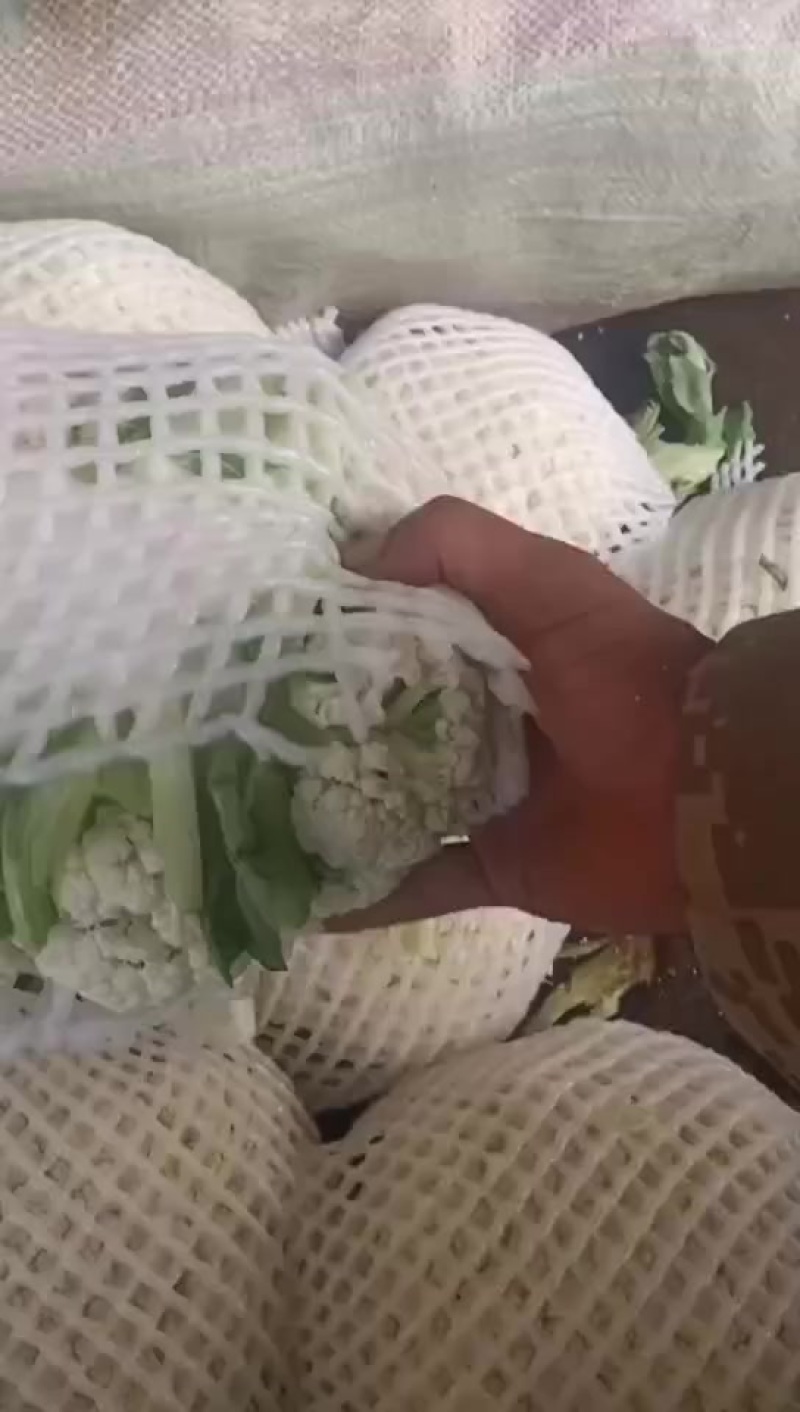 精品松花货源充足/大量供应各大市场批发市场超市/价格公道