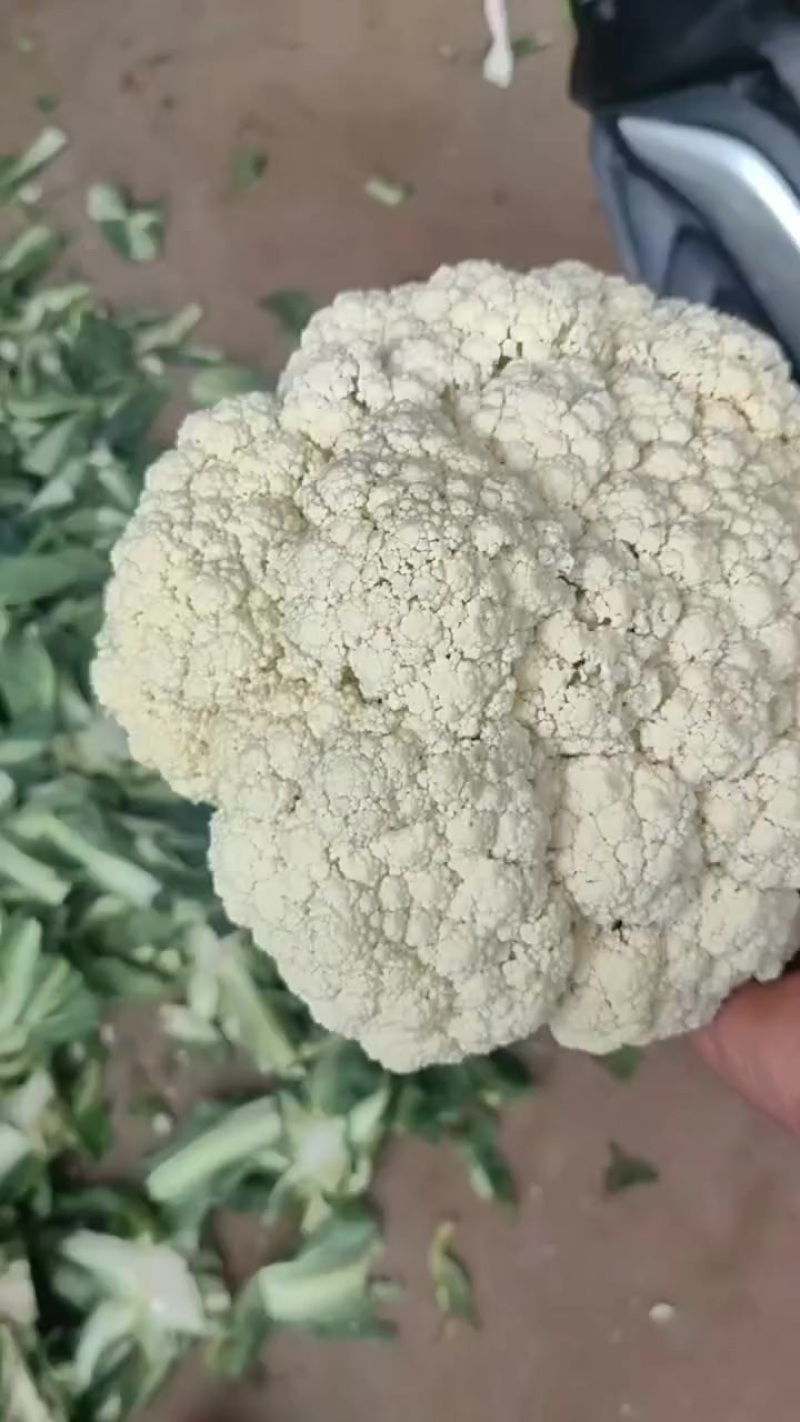 精品松花货源充足/大量供应各大市场批发市场超市/价格公道