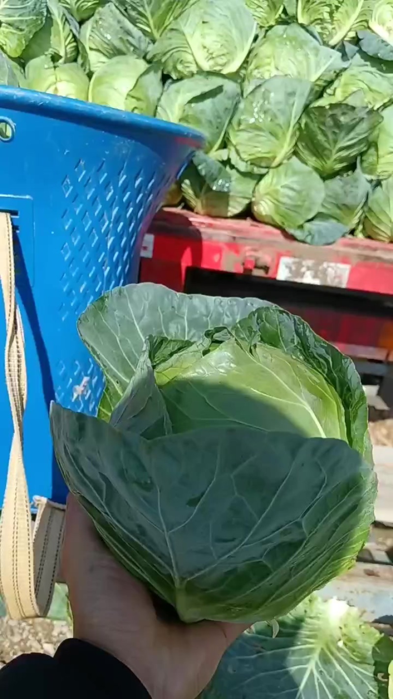 铁头电商货