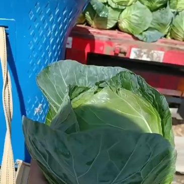 铁头电商货