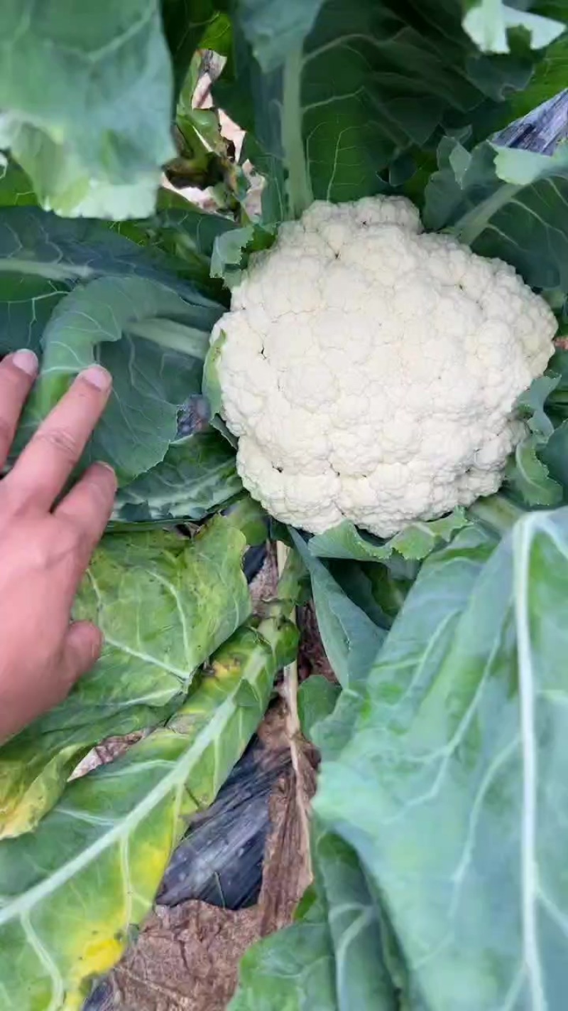 要的来
