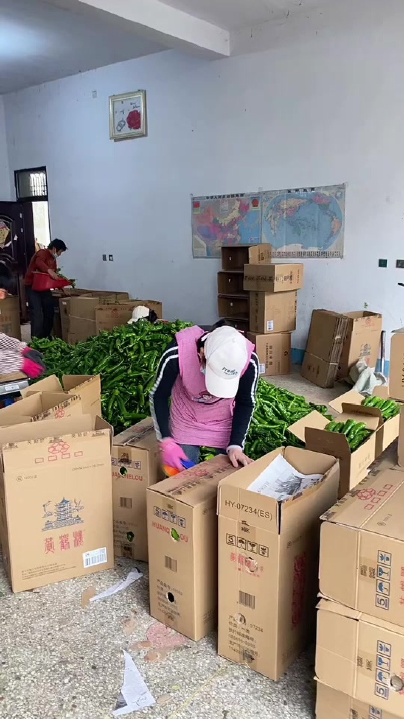 各种辣椒