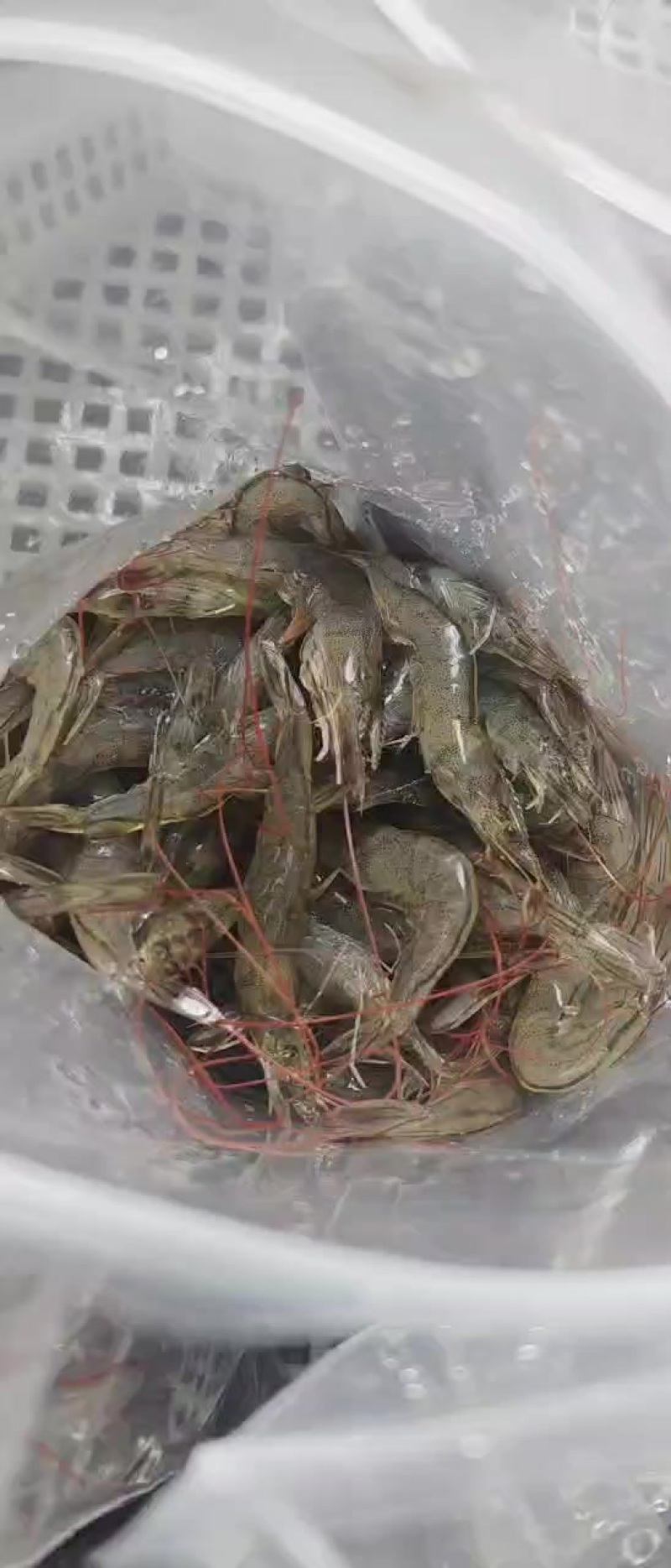 小海虾