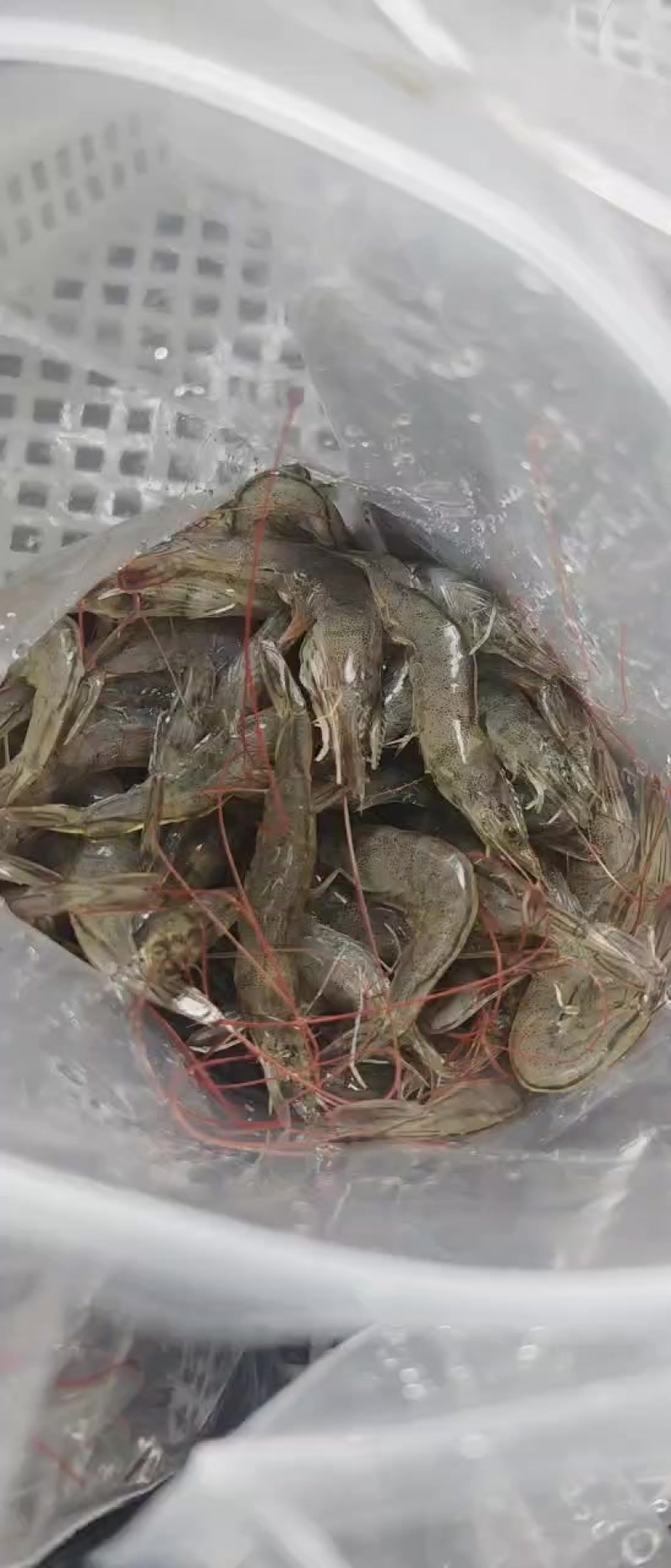 小海虾