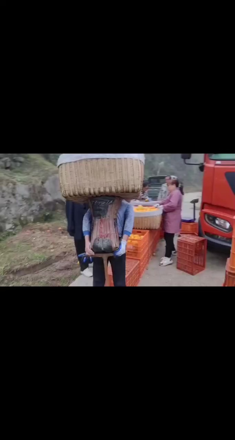 秭归脐橙