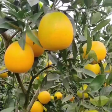 秭归脐橙