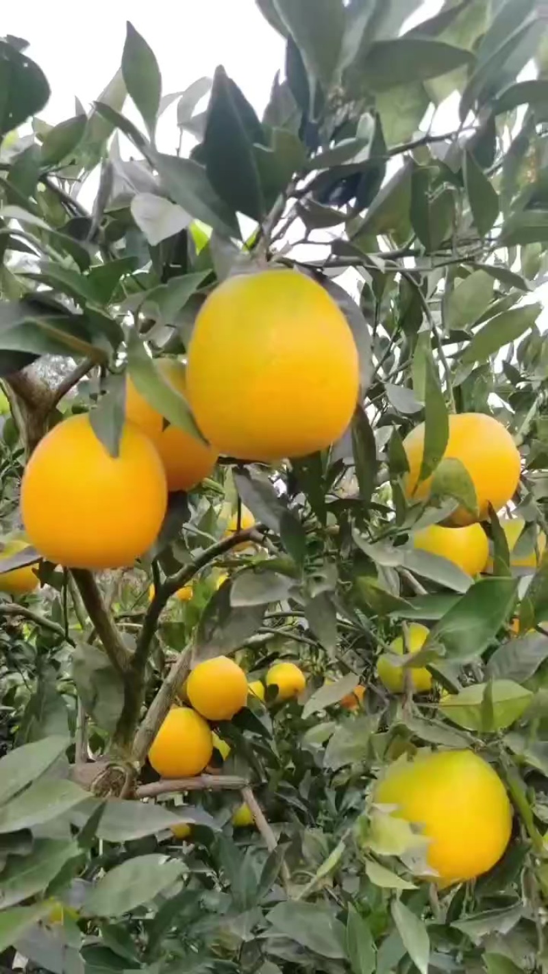 秭归脐橙