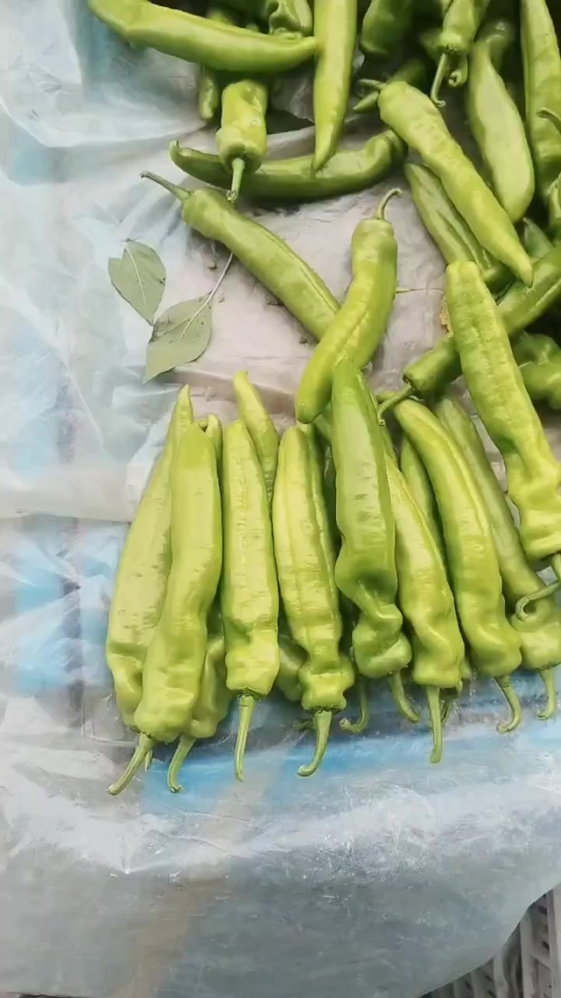 尖椒
