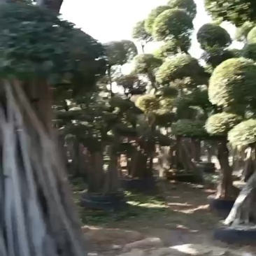 福建省漳州市古雷经济开发区榕树直销大量批发