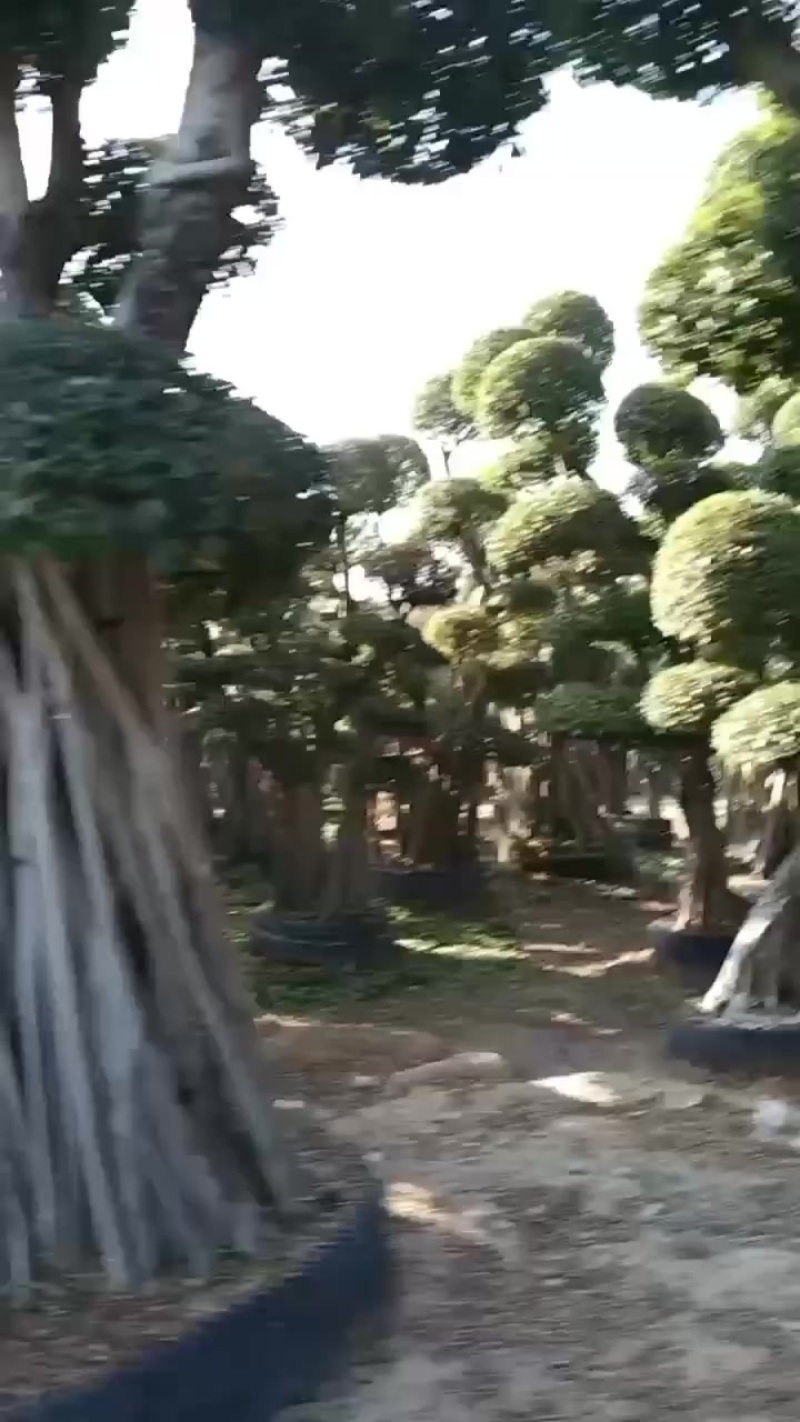 福建省漳州市古雷经济开发区榕树直销大量批发