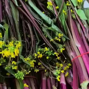 湖北红菜苔大量供应中质量好价格便宜