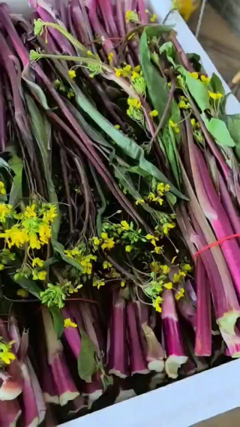 湖北红菜苔大量供应中质量好价格便宜