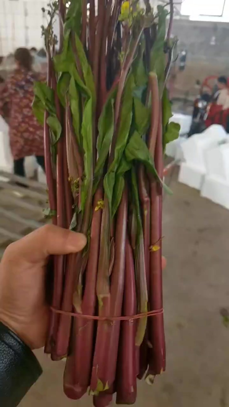 湖北红菜苔大量供应中质量好价格便宜