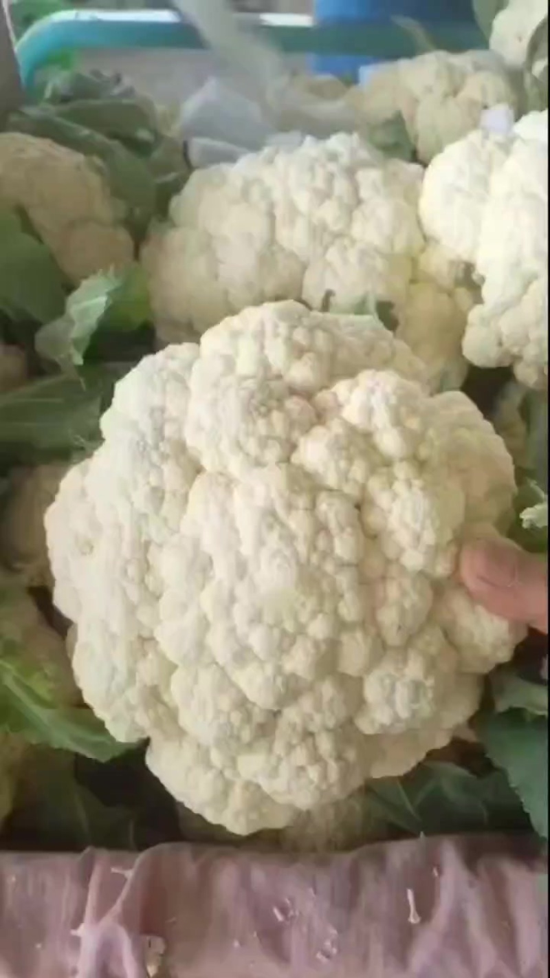 精品松花大量供应中