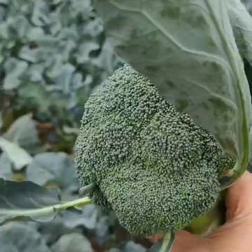 精品西兰花大量供应中
