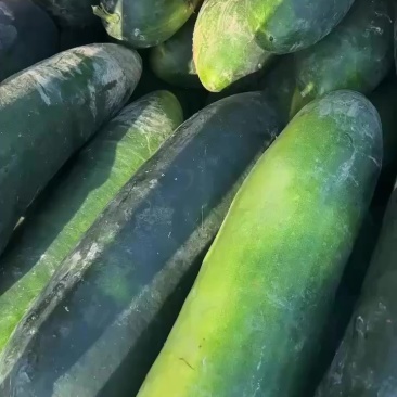 盐城精品地冬瓜什么规格都有